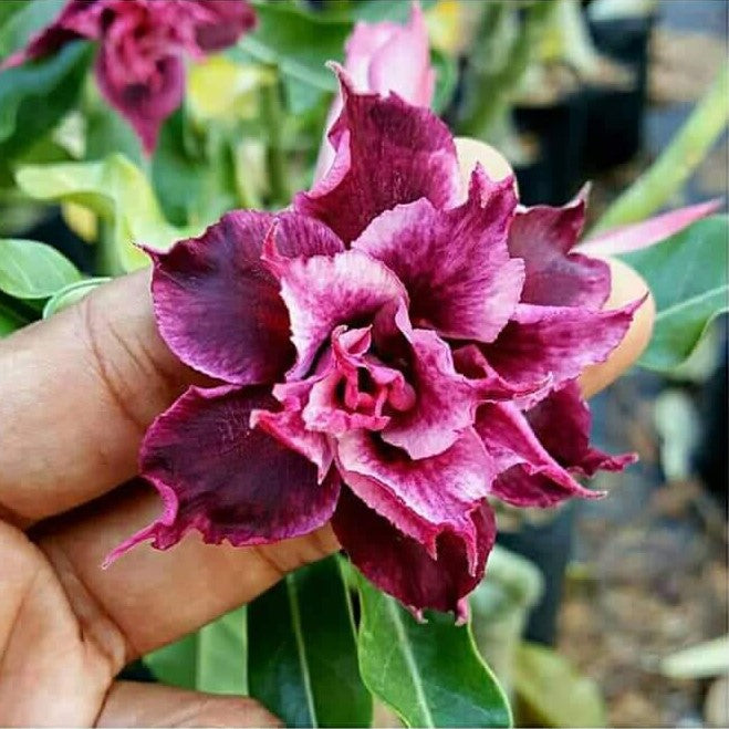  Magic Magenta Adenium Plant