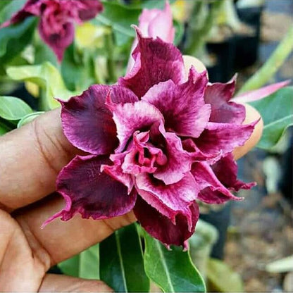  Magic Magenta Adenium Plant