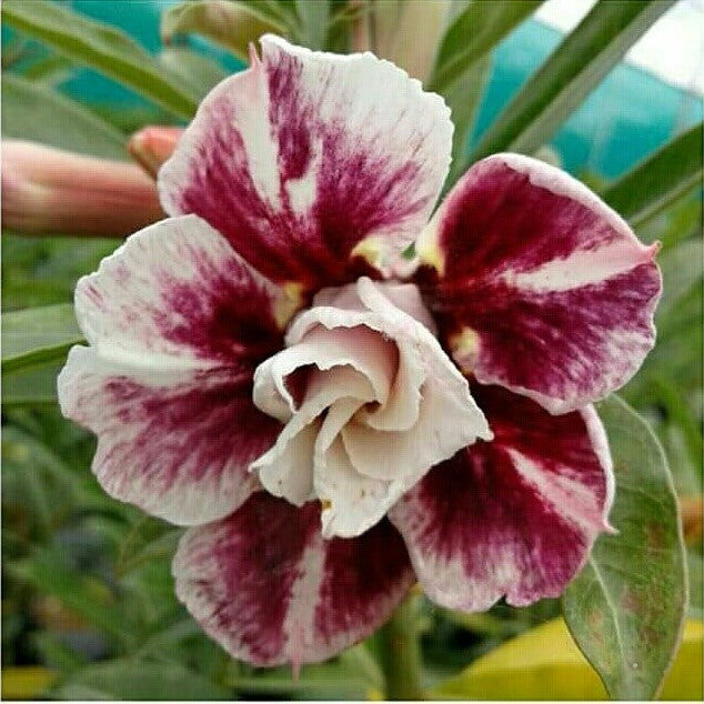  Grapevine Adenium Plant