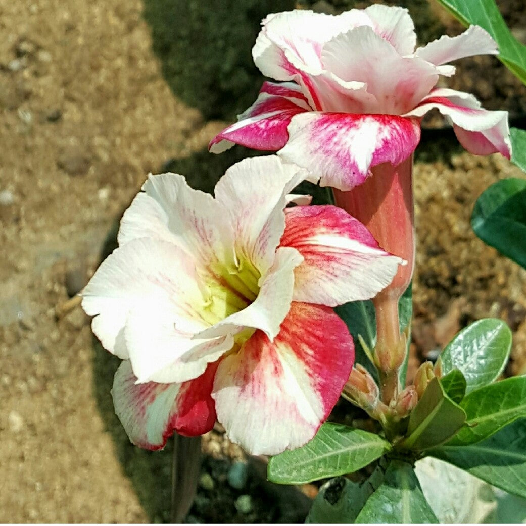  Shining Ivony Adenium Plant