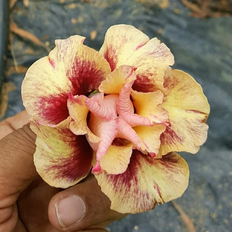  Crimson Ballerina Adenium Plant