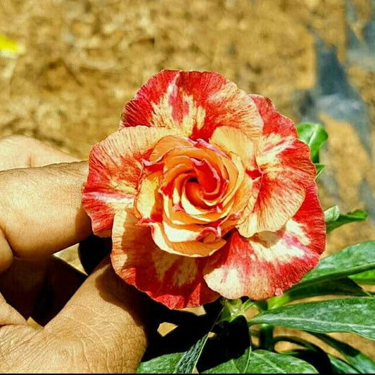  Flemenco Sunrise Adenium Plant