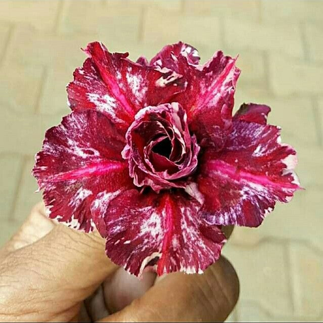  Florid Magenta Adenium Plant