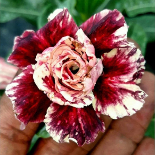  Tango Swirl Adenium Plant