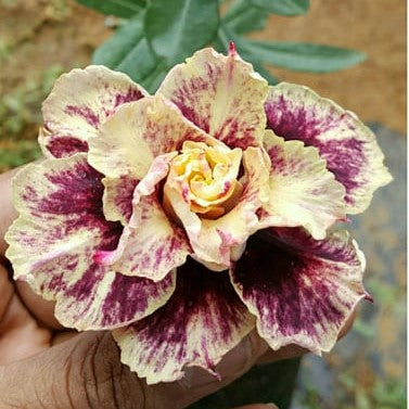  Butterscotch Blush Adenium Plant