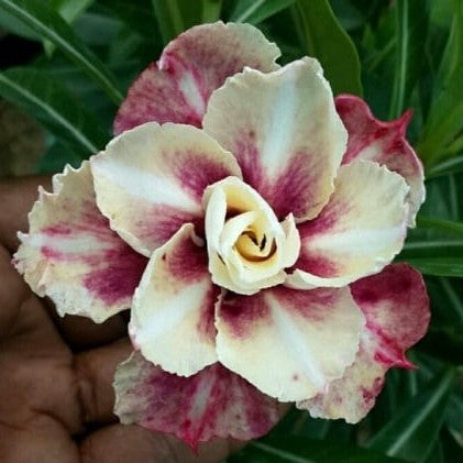  Heaven Of Swirls Adenium Plant