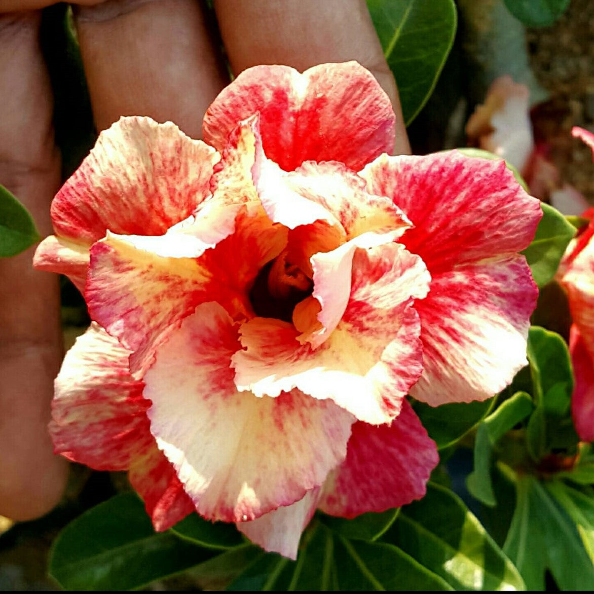  Sunset Splatter Adenium Plant