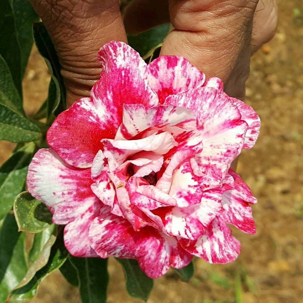  Pastel Rosy Adenium Plant