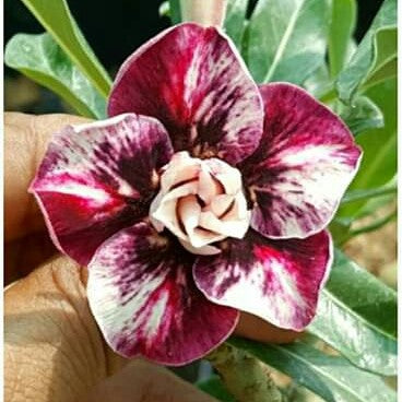  Blackcurrant Queen Adenium Plant
