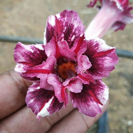  Wedding Dance Adenium Plant
