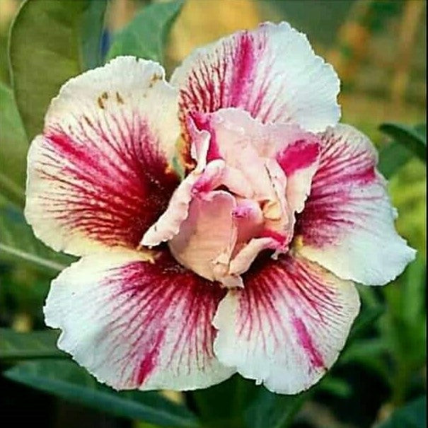  Blushing Floret Adenium Plant