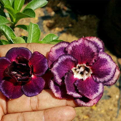  Velvet Coronet Adenium Plant