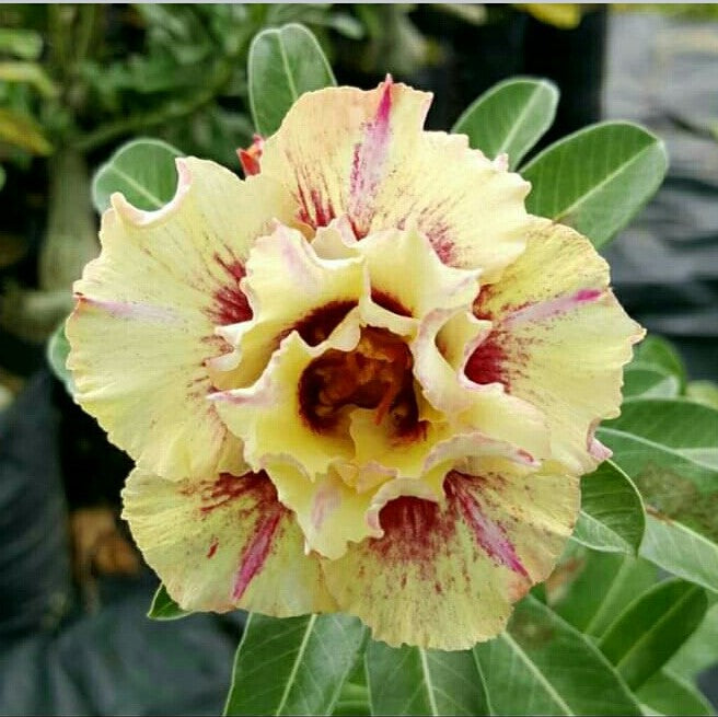  Lemon Squash Adenium Plant
