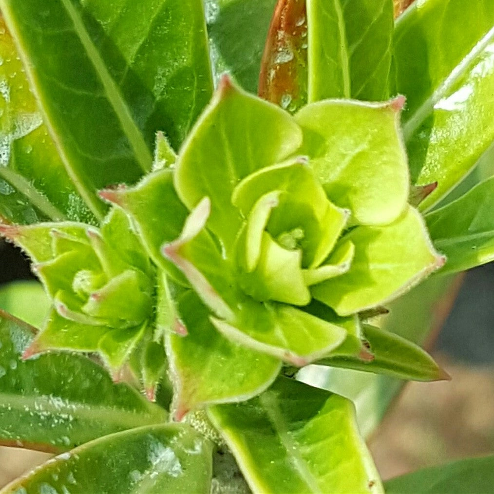  Green Spring Adenium Plant