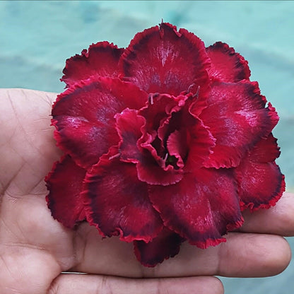  Crimson Crimple Adenium Plant