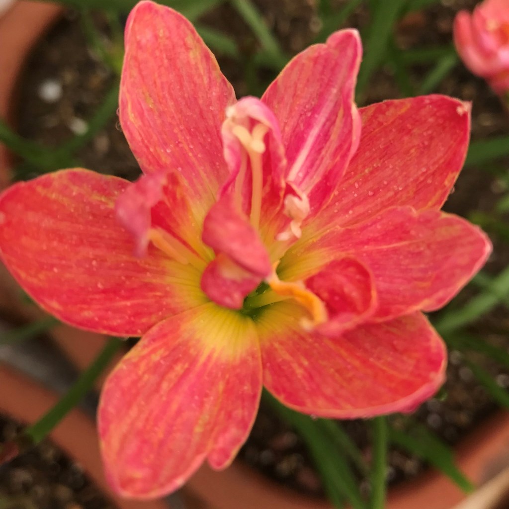  Rain Lily 'Madame Butterfly' (Bulbs)