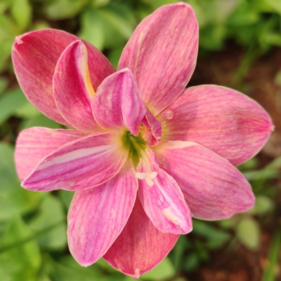  Rain Lily 'Madame Butterfly' (Bulbs)