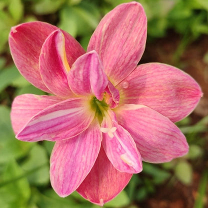  Rain Lily 'Madame Butterfly' (Bulbs)