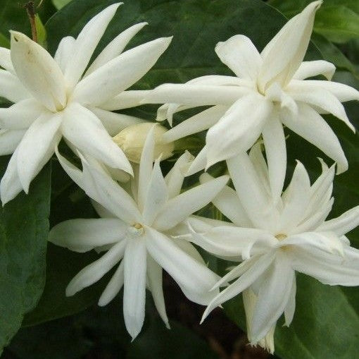  Jasminum Sambac Madan Mogra Plant