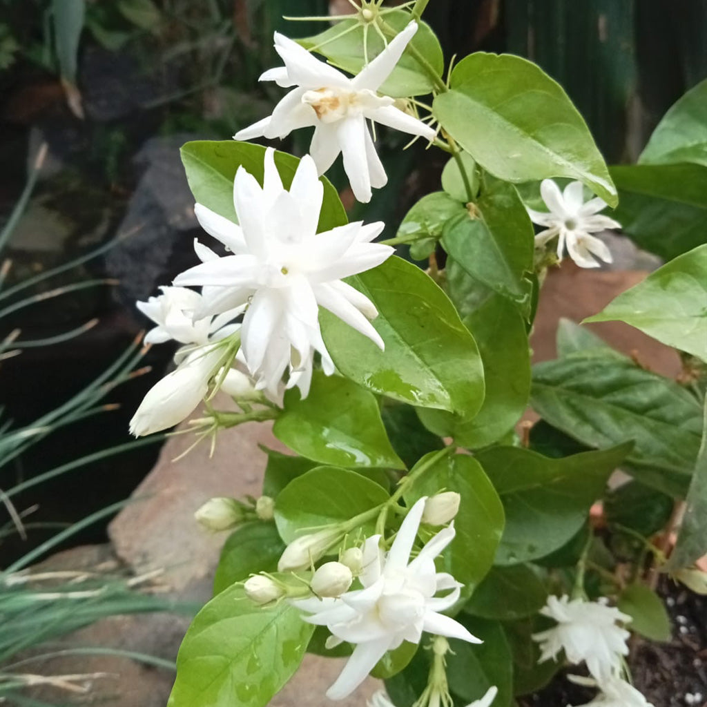  Jasminum Sambac Madan Mogra Plant