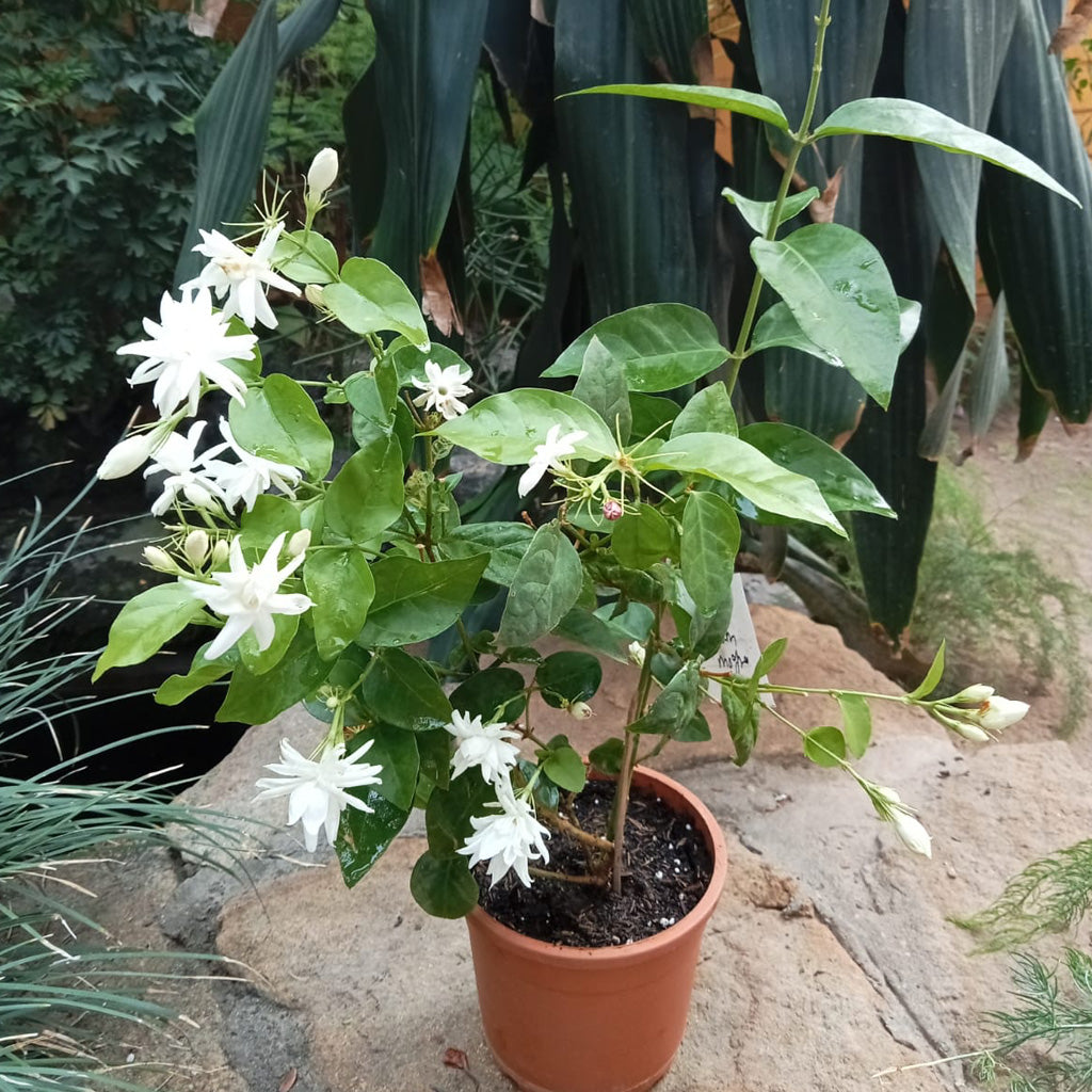  Jasminum Sambac Madan Mogra Plant