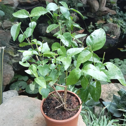  Jasminum Sambac Madan Mogra Plant