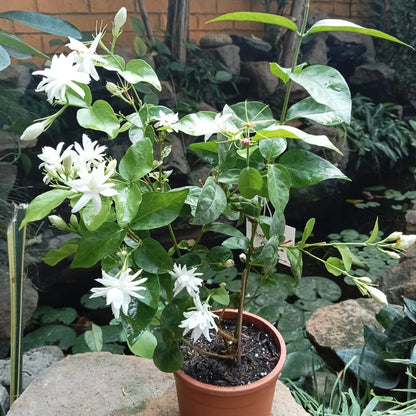  Jasminum Sambac Madan Mogra Plant