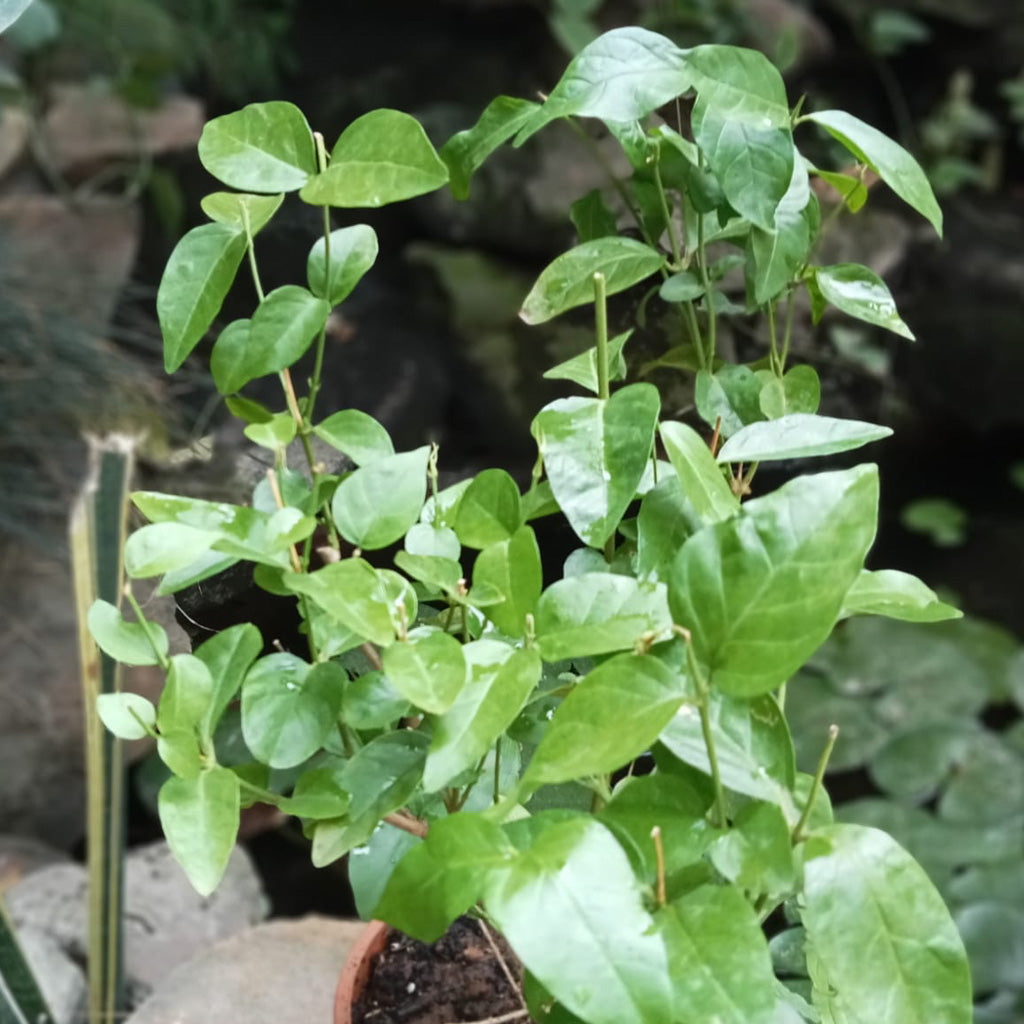  Jasminum Sambac Madan Mogra Plant