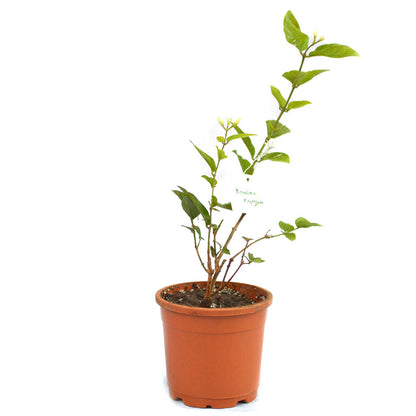  Jasminum Sambac Madan Mogra Plant