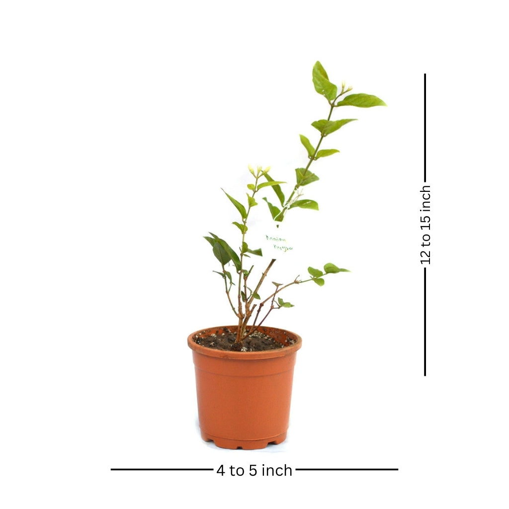  Jasminum Sambac Madan Mogra Plant