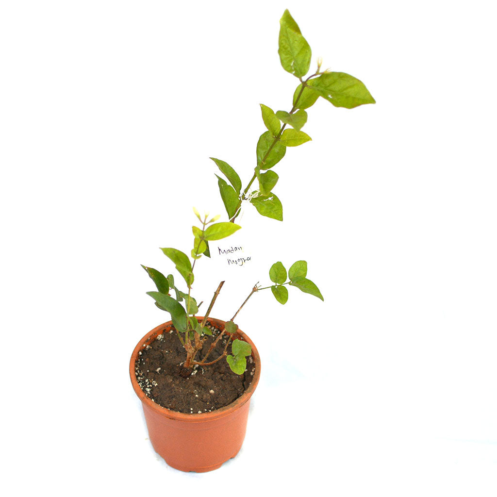  Jasminum Sambac Madan Mogra Plant