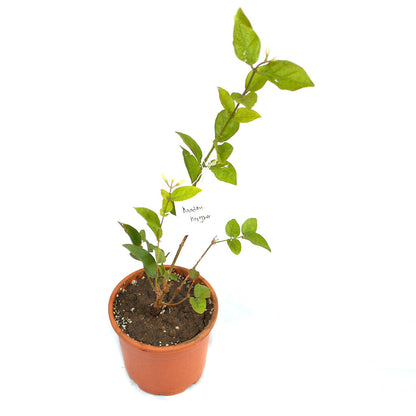  Jasminum Sambac Madan Mogra Plant
