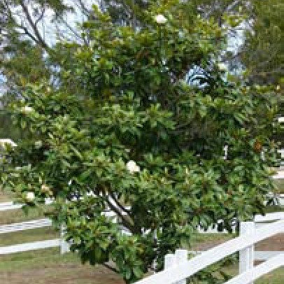 Magnolia Grandiflora Plant