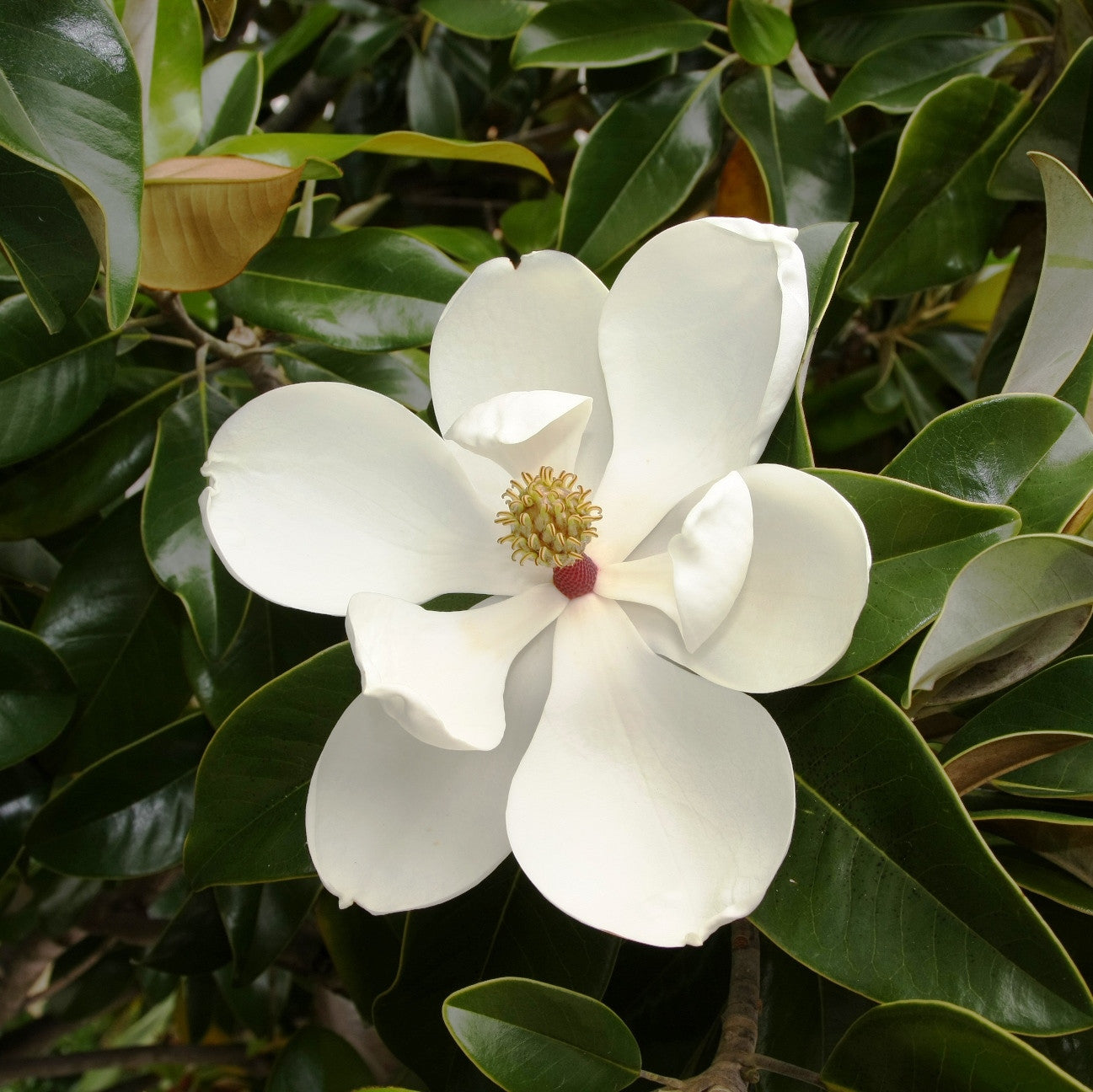 Magnolia Grandiflora Plant