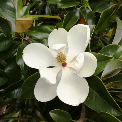  Magnolia Grandiflora Plant