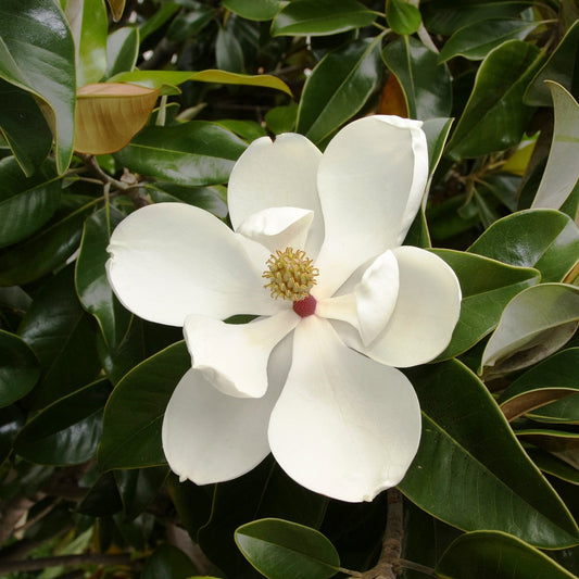  Magnolia Grandiflora Plant