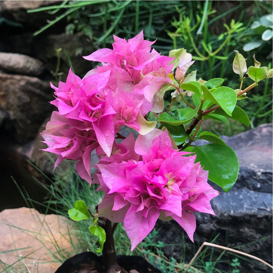  Bougainvillea Mahara Beauty Purple Plant