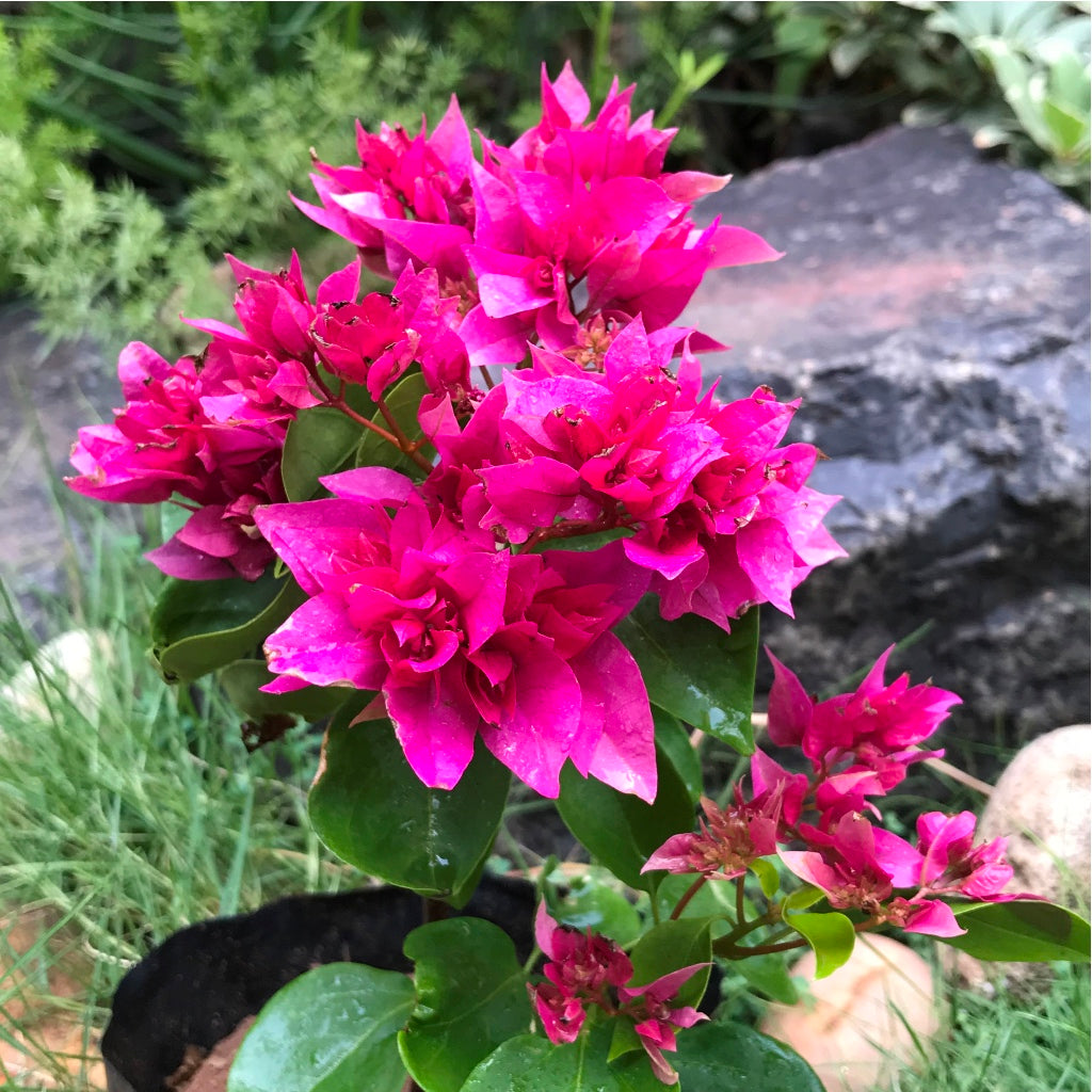  Bougainvillea Mahara Magic Red Plant