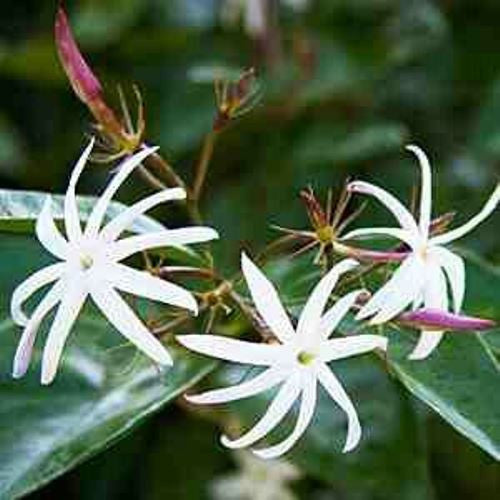  Jasminum Malabaricum Plant