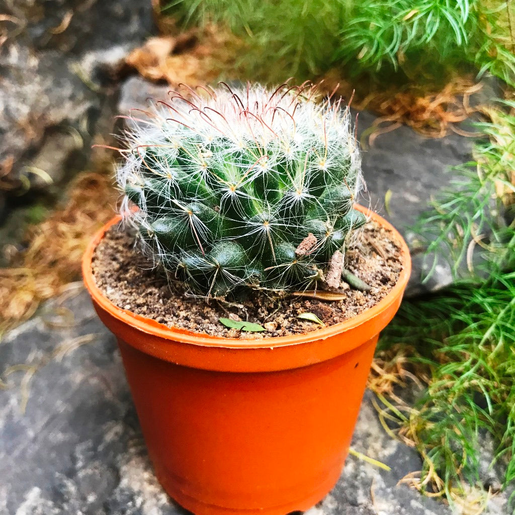  Mammillaria Bocasana Powder Puff Cactus Plant