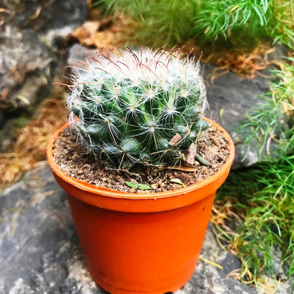  Mammillaria Bocasana Powder Puff Cactus Plant