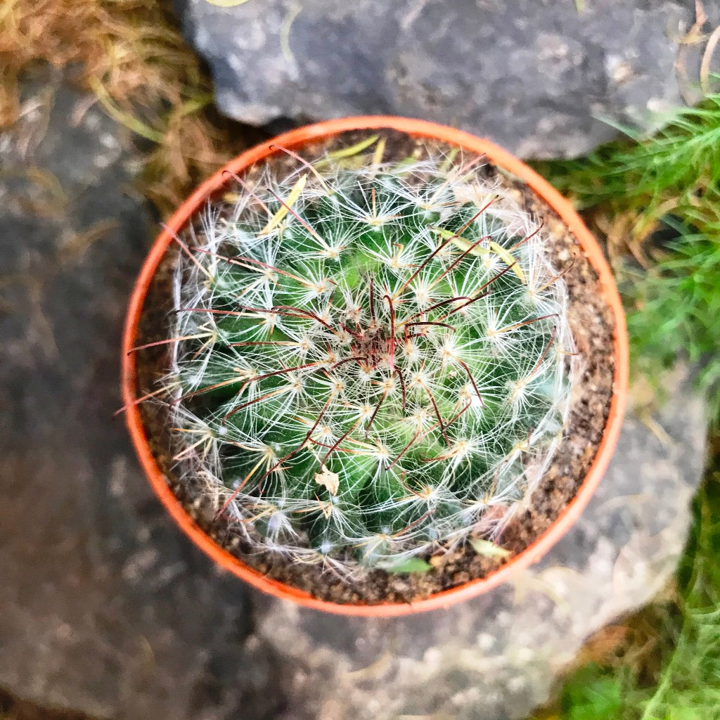  Mammillaria Bocasana Powder Puff Cactus Plant