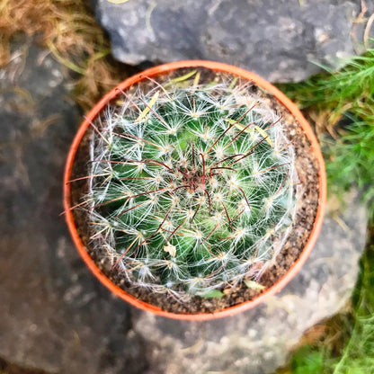  Mammillaria Bocasana Powder Puff Cactus Plant