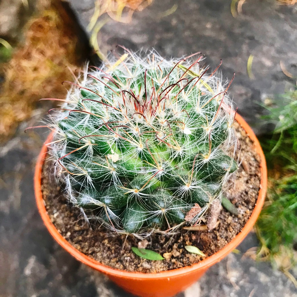  Mammillaria Bocasana Powder Puff Cactus Plant