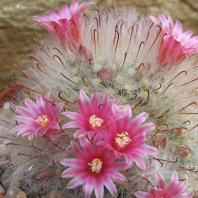 Mammillaria Bocasana Powder Puff Cactus Plant