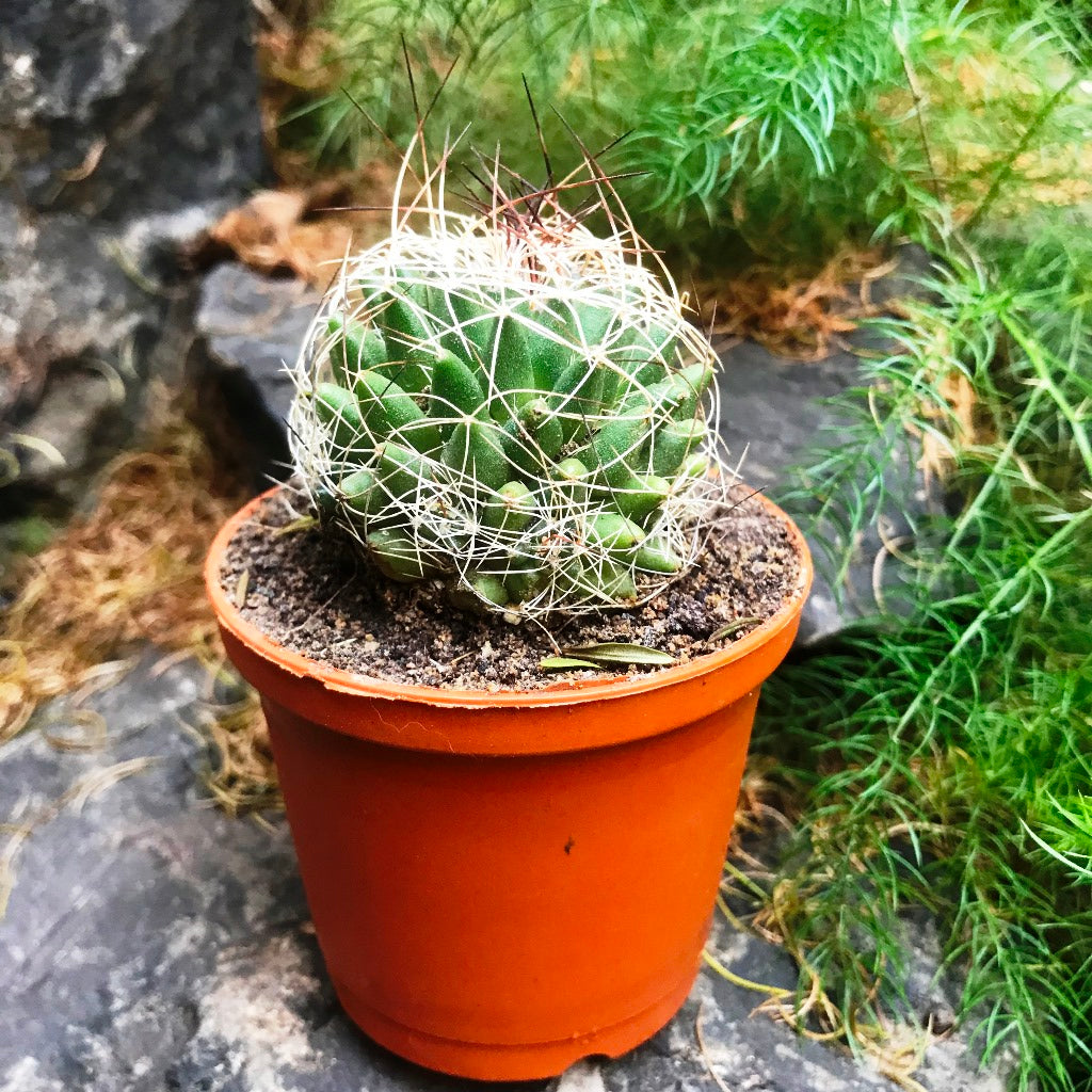  Mammillaria Camptotricha Birds Nest Cactus Plant