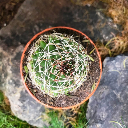  Mammillaria Camptotricha Birds Nest Cactus Plant