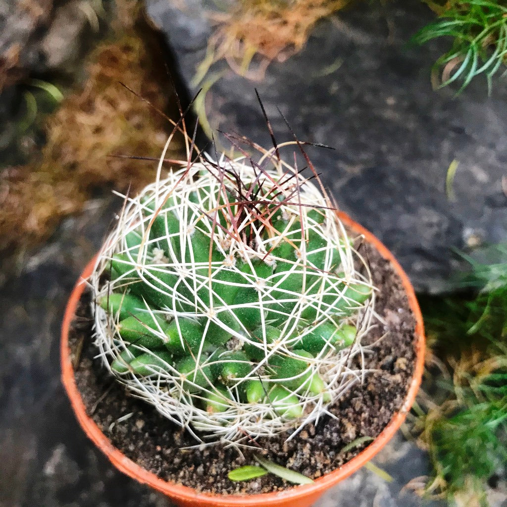  Mammillaria Camptotricha Birds Nest Cactus Plant
