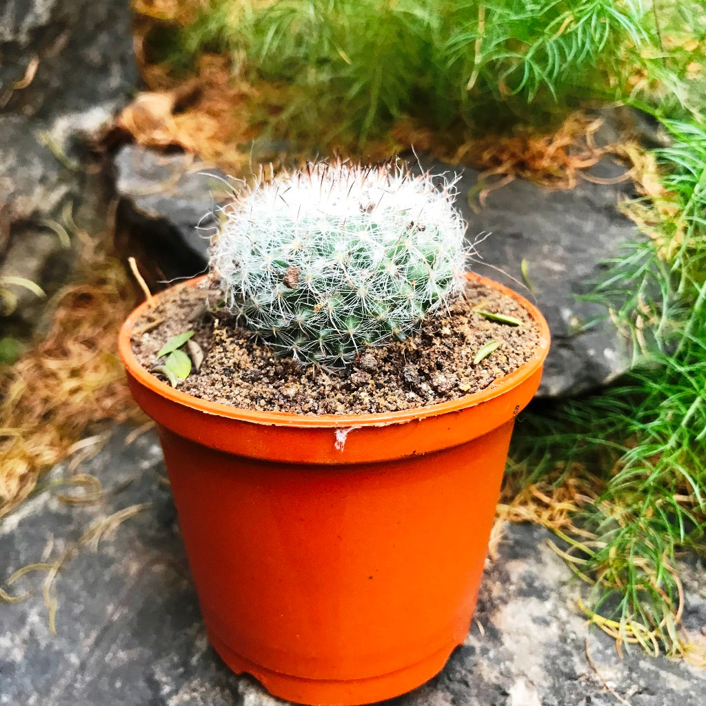  Mammillaria Hahniana Old Lady Cactus Plant