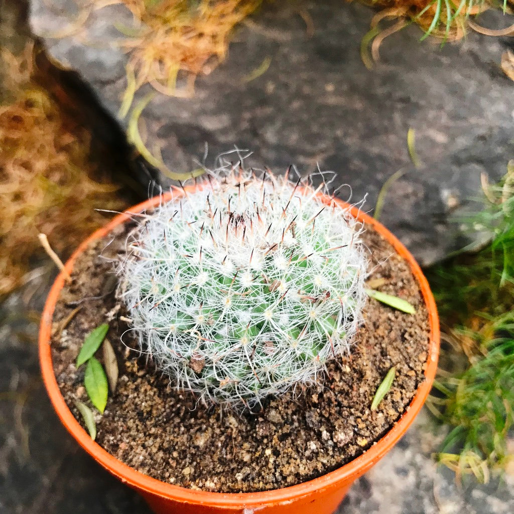  Mammillaria Hahniana Old Lady Cactus Plant